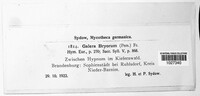 Image of Galerina hypnorum